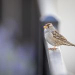 了解姚记平台的游戏种类及其受欢迎的原因 gmquh9