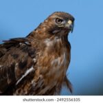 17088期开奖结果揭晓:幸运号码震撼公布 ktjwbea48