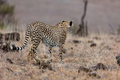 17062期大透乐开奖结果震撼揭晓,惊喜大奖花落谁家 17062期大透乐开奖结果震撼揭晓,惊喜大奖花落谁家